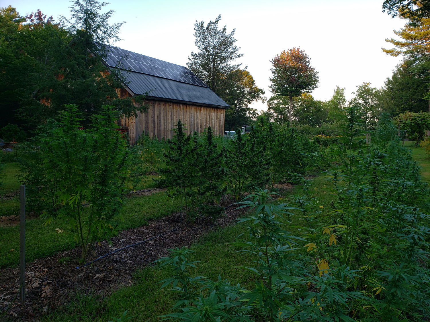 The hemp plants next to our barn